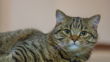 Scottish Straight Kitten Brown Tabby