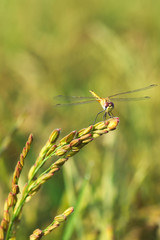 libellula su riso