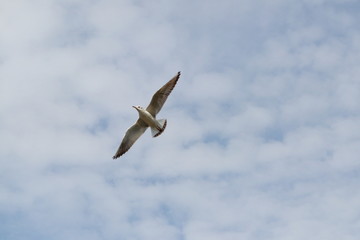 Fliegende Möve vor wolkigem Himmel