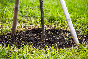 The trunk of a planted young tree