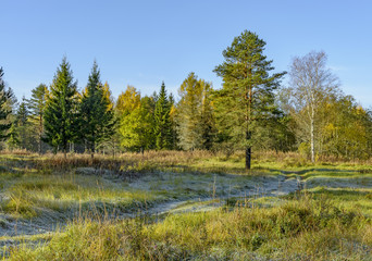 Autumn frosty morning in the forest. Russia.