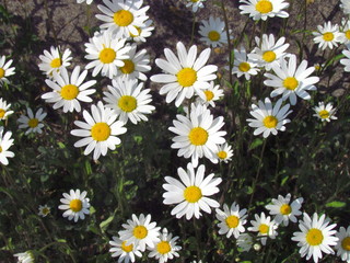 Fototapeta premium Daisy blossom close up, white flowers on meadow, topview, summer flowers group