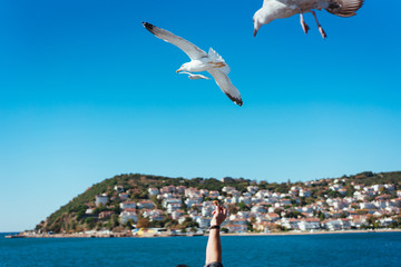 Fototapeta na wymiar The male hand feeds the sea gulls