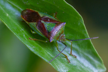 green and red stink bug