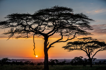African Sunset with Accacia trees