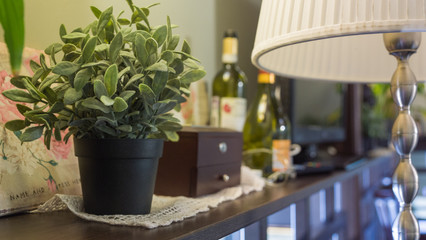 plants in pots
