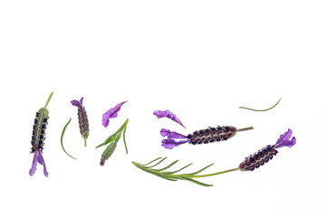 collection of French lavender flowers isolated on white background with copy space