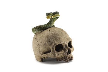 Snake on the skull Halloween concept isolated on white background