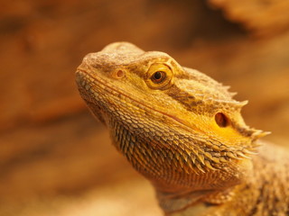 Bartagame