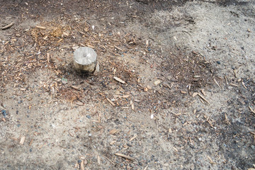 Obraz premium spilled trees. tree felling