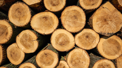 Pile of fresh sawn thick poplar wood logs.