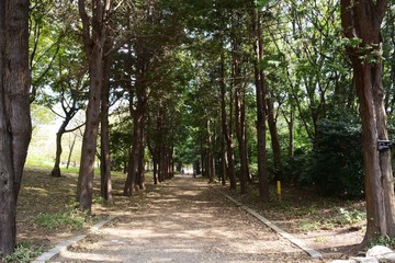 A view of the autumn park