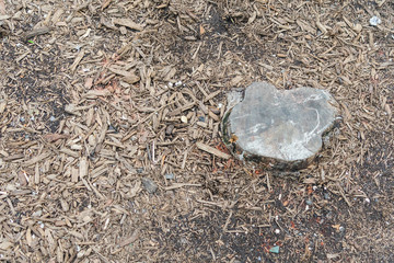 illegal deforestation, felled trees