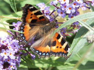 butterfly photo