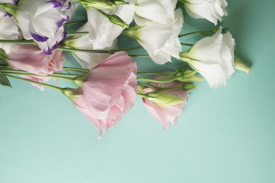 Fototapeta White eustoma flowers on a light turquoise background