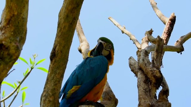 closed up shot cute parrots hanging on twig