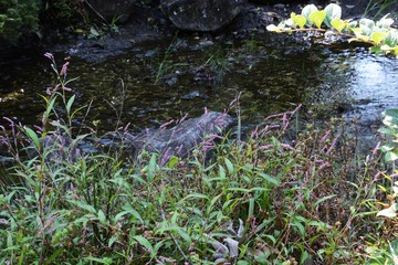 A view of the autumn park