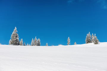 Fototapeta premium Winter pine trees in snow with blue sky