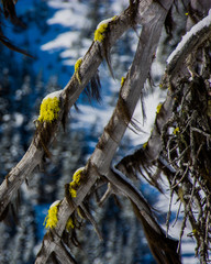 mousse arbre 