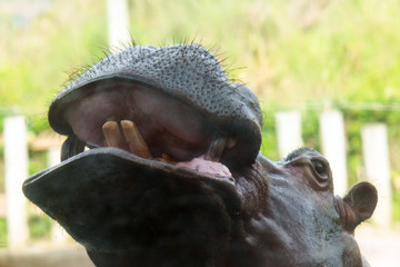 Hippo (Hippopotamus amphibius) in a river with mouth wide open