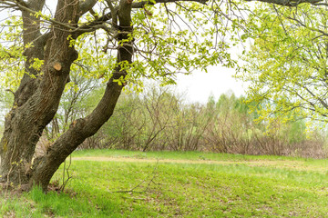 Green park with oak trees and grass on sunny lawn