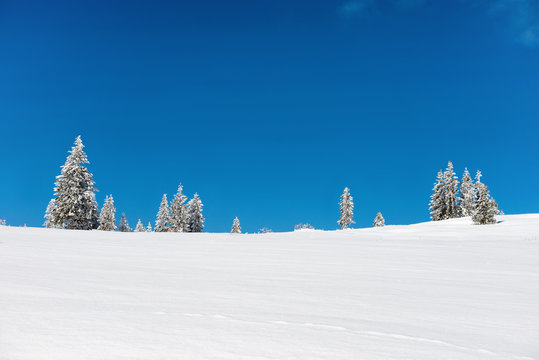 Fototapeta Winter pine trees in snow with blue sky