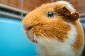 Guinea Pig Cage