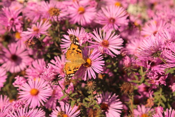 Бабочка сидит на розовой астре.