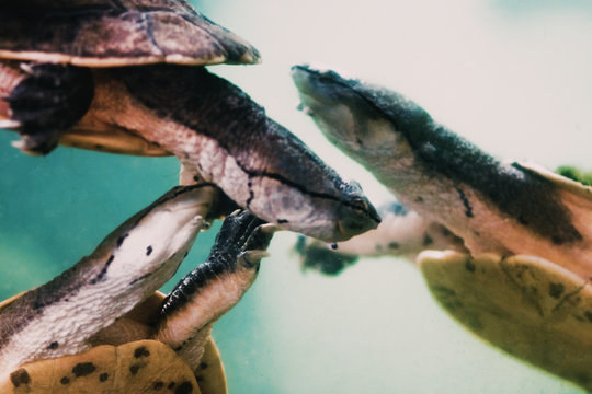 Hilaire&rsquo;s toadhead turtles (Phrynops hilarii) Close up