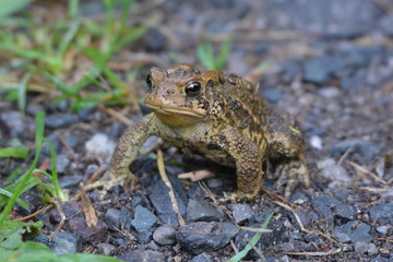 American Toad
