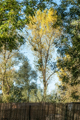Herbstlich gefärbter Mistelbaum umrahmt von Bäumen