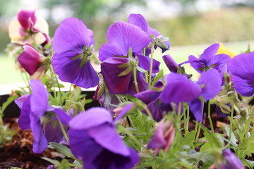 Flor violeta da primavera de Portugal