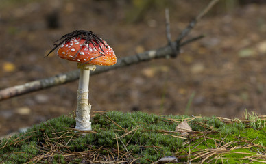Amanita muscaria fly agaric red mushrooms with white spots in grass