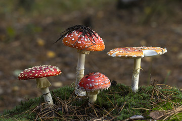 Amanita muscaria fly agaric red mushrooms with white spots in grass