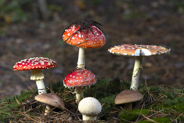 Amanita muscaria fly agaric red mushrooms with white spots in grass