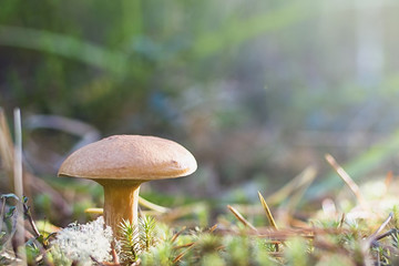 mushrooms in the forest. bovinus mushrooms