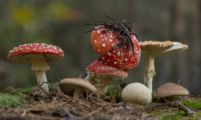 Amanita muscaria fly agaric red mushrooms with white spots in grass