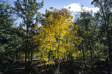 Obraz premium albero dorato