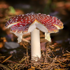 Amanita muscaria fly agaric red mushrooms with white spots in grass