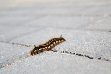 caterpillar on a leaf