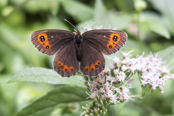 Closeup of Ringlet butterfly (Erebia spec) on hemp-agrimony (Eupatorium cannabinum)