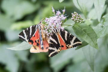 Closeup of Jersey Tiger butterflies (Euplagia quadripunctaria) on hemp-agrimony (Eupatorium cannabinum)