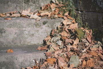Autumn Leaves on Steps