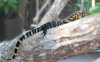 Lizards are a widespread group of squamate reptiles