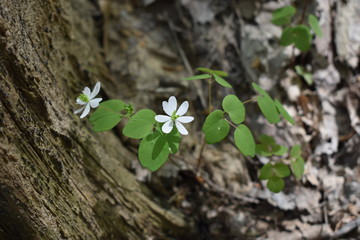 Rue Anemone spring flower