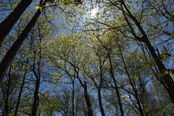 Sunny spring sky