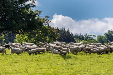 Obraz premium Cumnock, Ayrshire, Scotland, UK - June 18, 2012: Bucolic scene of flock of white sheep running on green pasture backed by darker green trees under blue sky wiht white clouds.