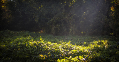 Morning freshness in a beautiful autumn face, a ray of sunshine passes through the branches of redays at dawn