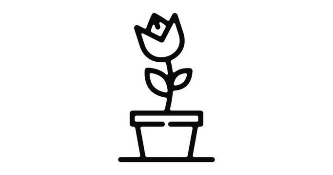 Flower line icon motion graphic animation with alpha channel.