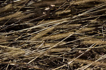 Dry ears of grass in the field, autumn, background